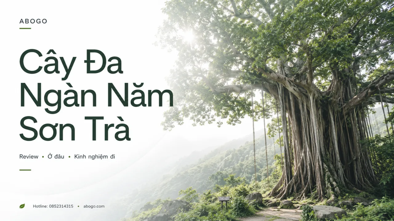 Review Cây Đa Ngàn Năm Sơn Trà: Biểu Tượng Xanh Giữa Rừng Già Đà Nẵng