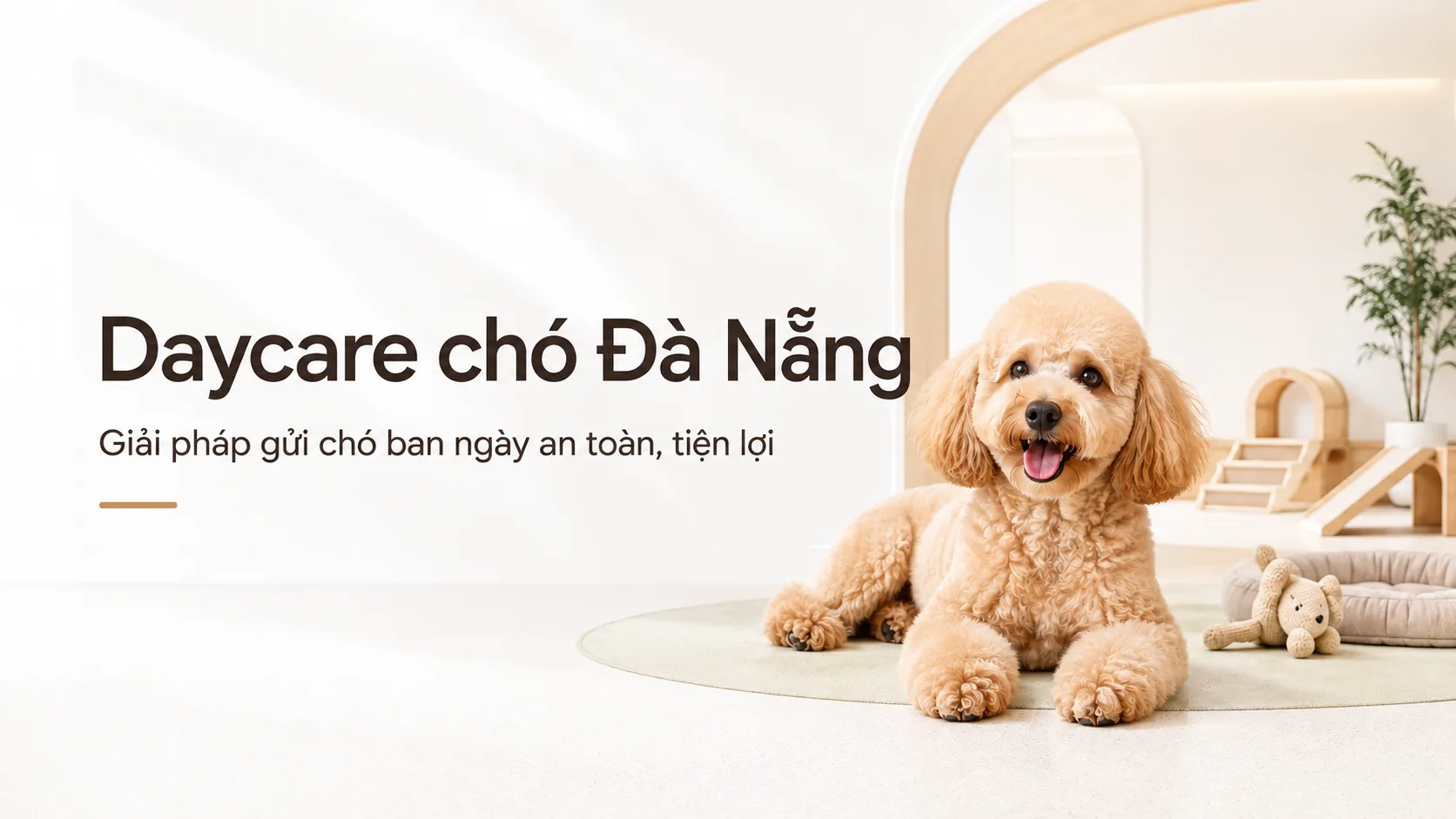 Daycare chó Đà Nẵng: hướng dẫn chọn nơi giữ chó ban ngày an toàn, phù hợp