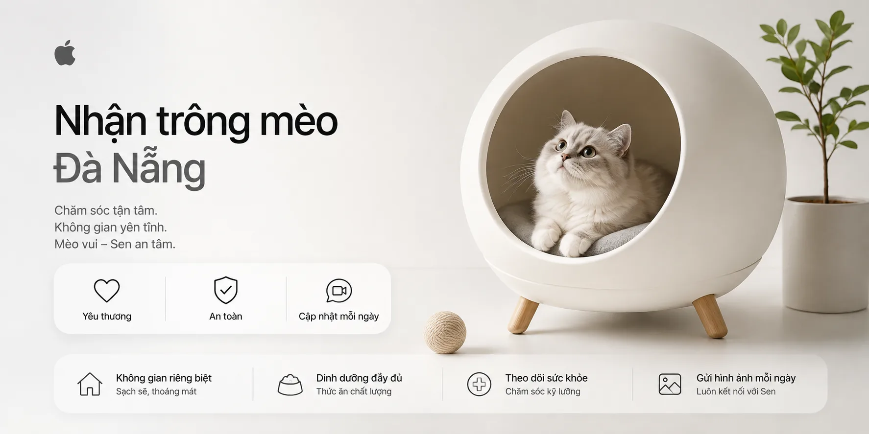 Nhận trông mèo Đà Nẵng: Kinh nghiệm chọn nơi gửi an toàn, ít stress