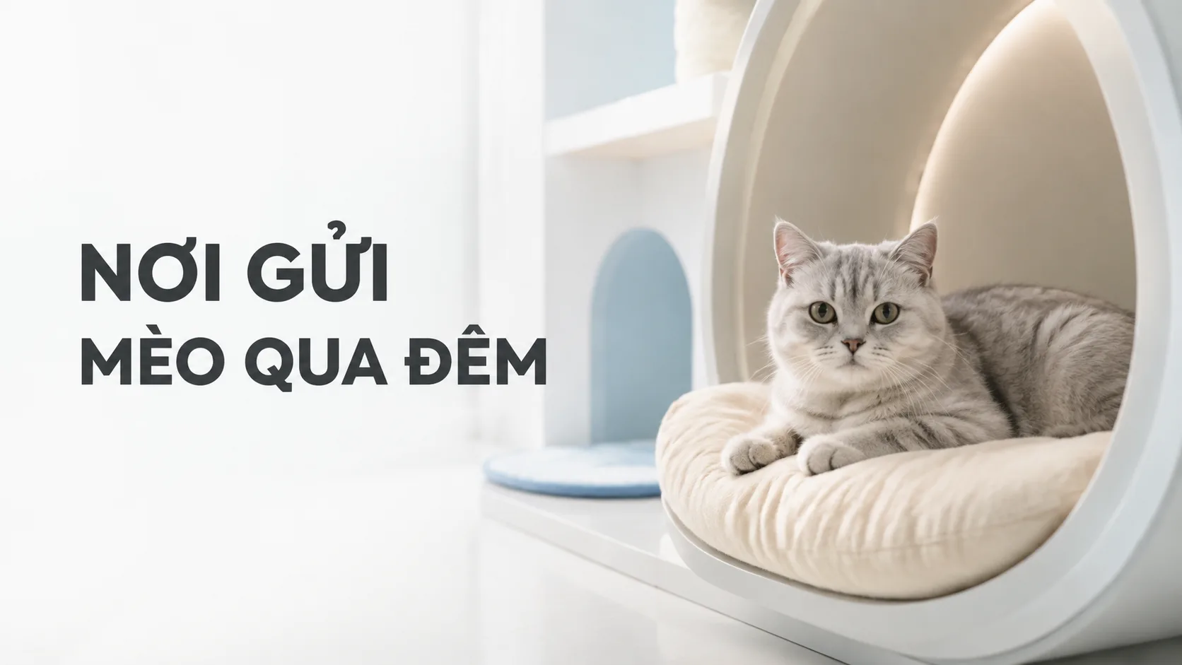 Nơi gửi mèo qua đêm: Hướng dẫn chọn chỗ an toàn và phù hợp