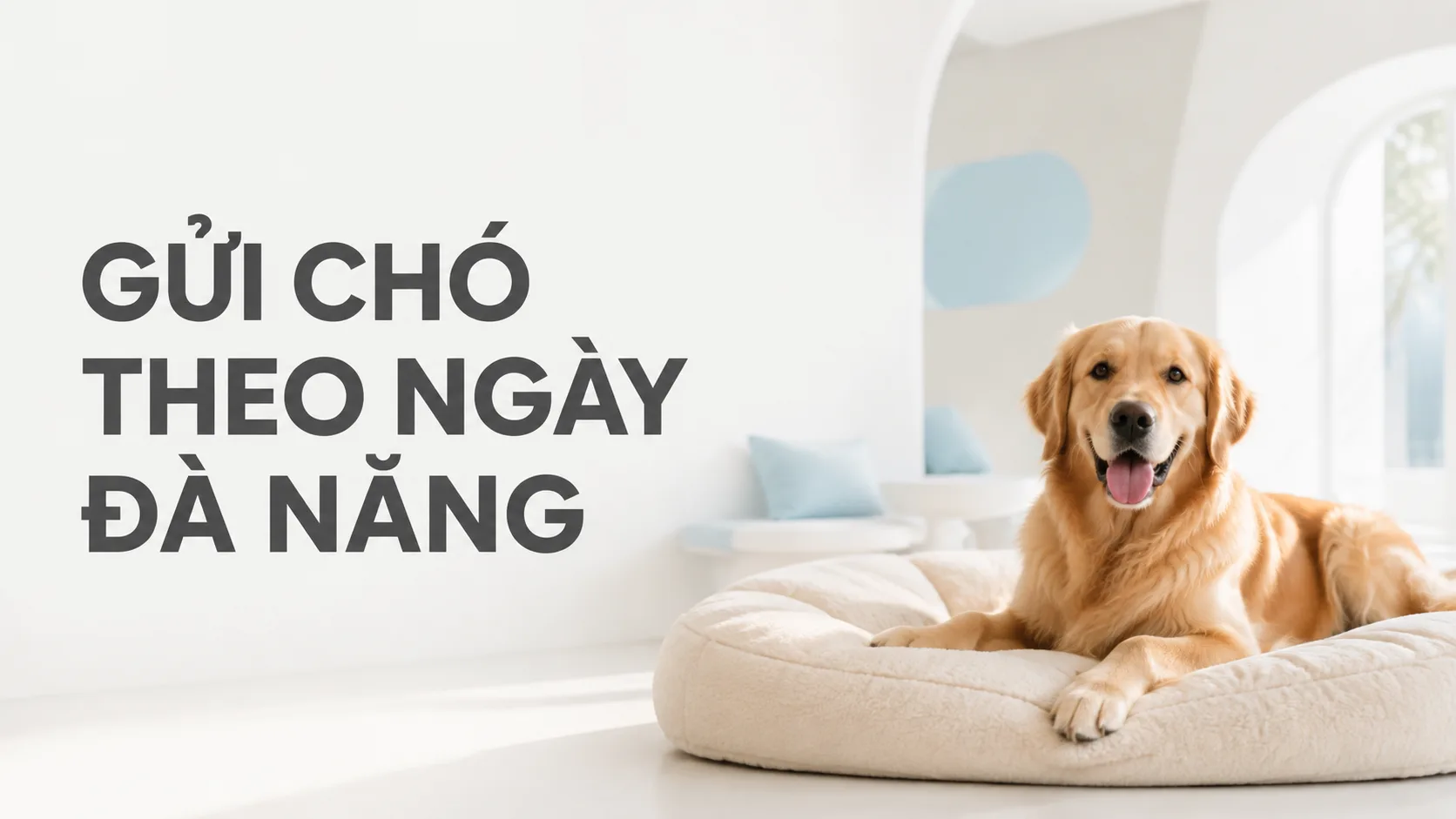 Gửi chó theo ngày Đà Nẵng: Kinh nghiệm chọn nơi phù hợp