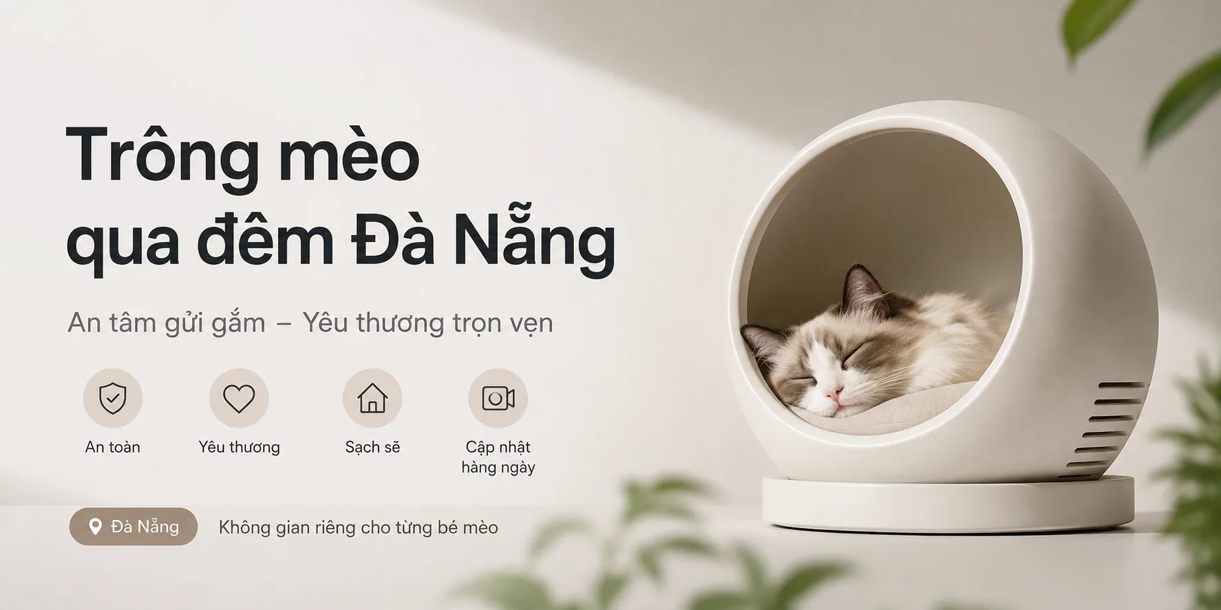 Trông mèo qua đêm Đà Nẵng: kinh nghiệm chọn nơi gửi mèo an toàn và phù hợp