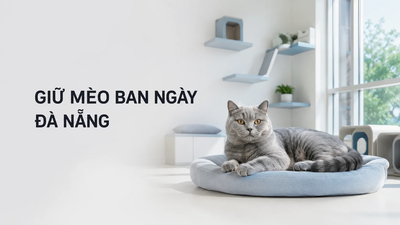 Giữ mèo ban ngày Đà Nẵng: kinh nghiệm chọn nơi an toàn, phù hợp
