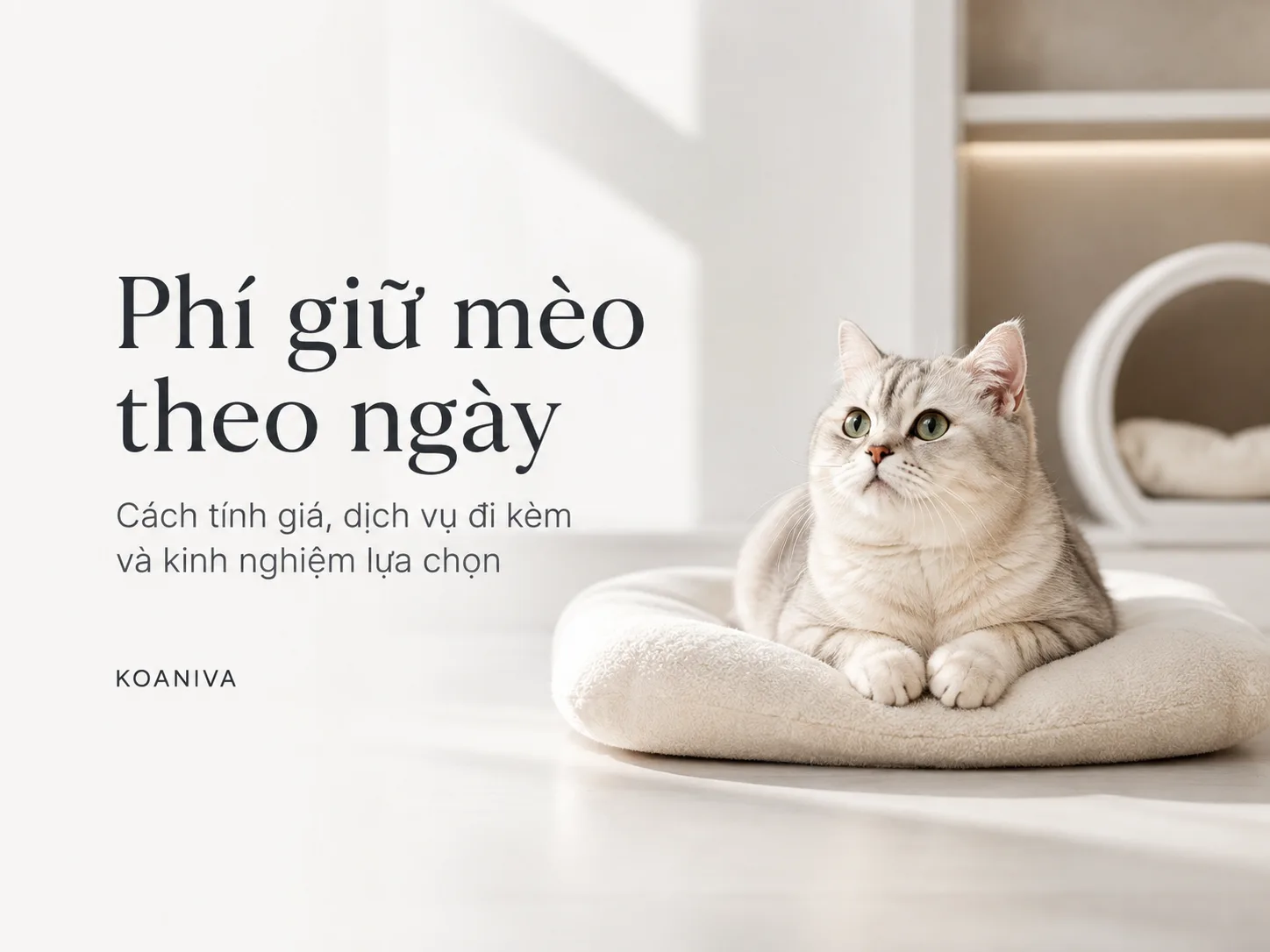 Phí Giữ Mèo Theo Ngày Bao Nhiêu? Bảng Giá & Kinh Nghiệm Gửi Mèo