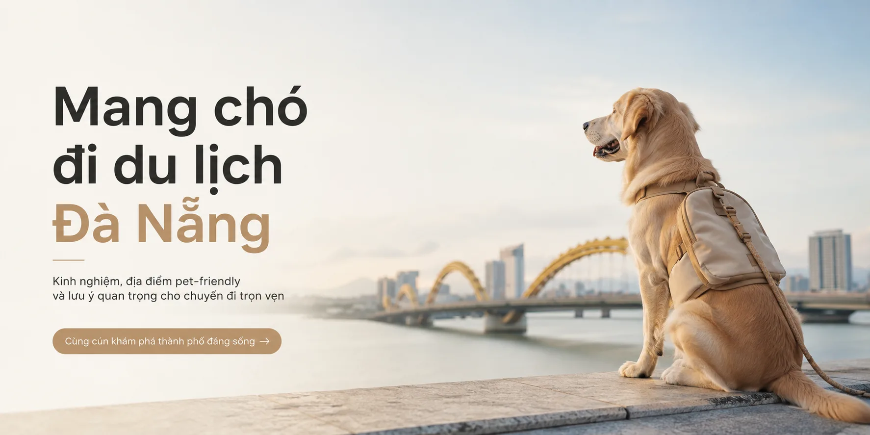 Mang chó đi du lịch Đà Nẵng: hướng dẫn chuẩn bị, lưu trú và chăm sóc an toàn