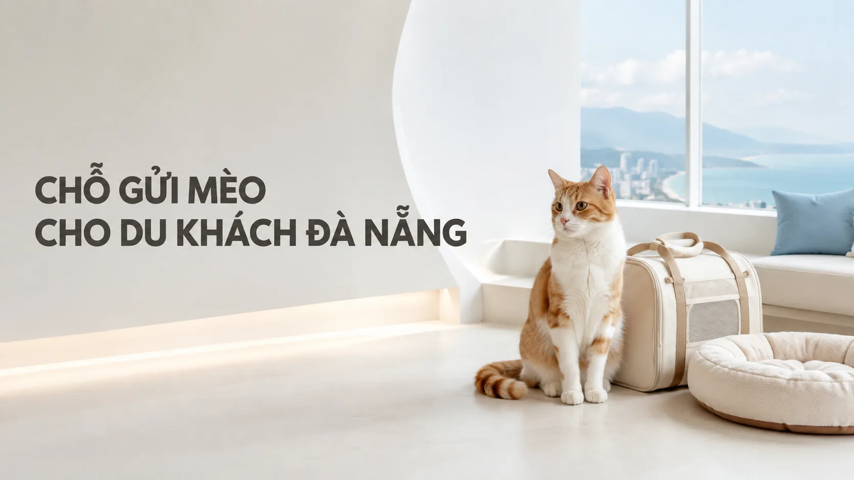 Chỗ gửi mèo cho du khách Đà Nẵng: cách chọn nơi an toàn và phù hợp