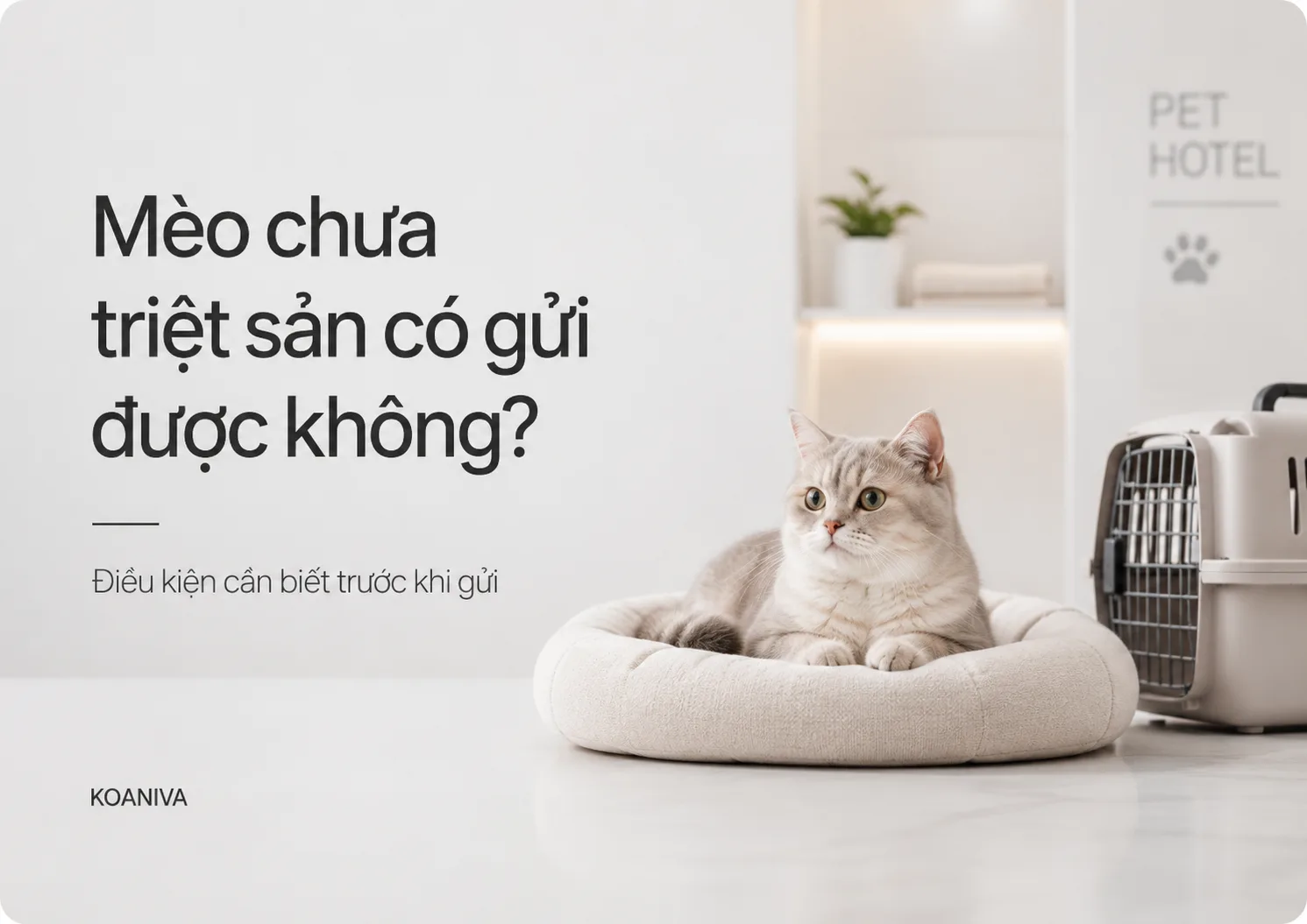 Mèo chưa triệt sản có gửi được không? Điều kiện cần biết trước khi gửi