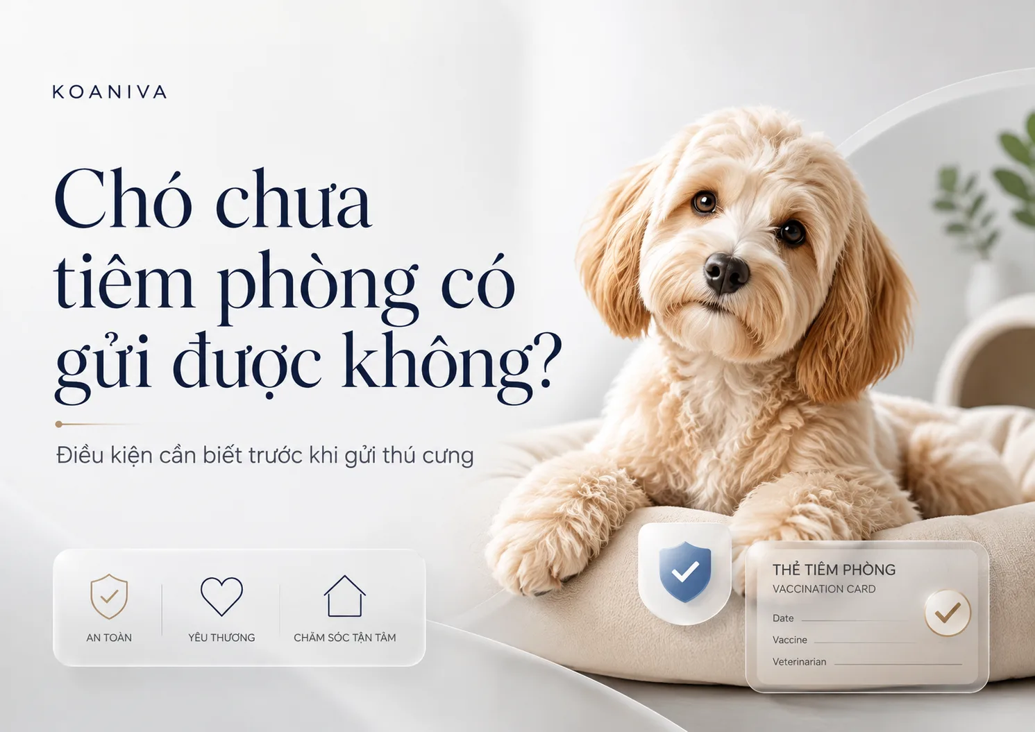 Chó chưa tiêm phòng có gửi được không? Điều kiện cần biết trước khi gửi
