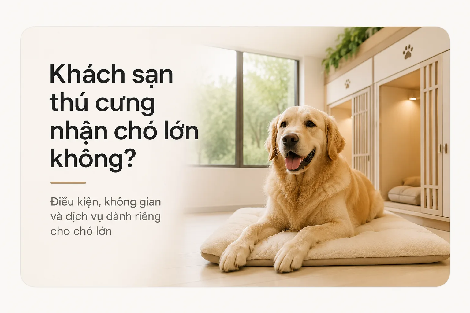 Khách sạn thú cưng nhận chó lớn không? Điều kiện cần biết trước khi gửi
