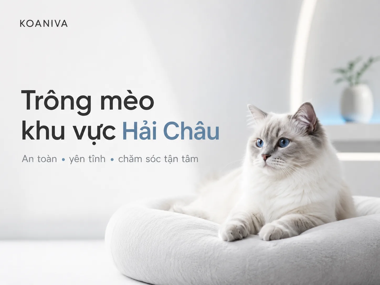 Trông Mèo Khu Vực Hải Châu An Toàn, Chăm Sóc Tận Tâm