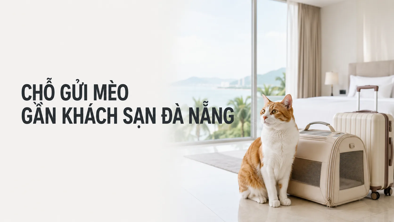 Chỗ gửi mèo gần khách sạn Đà Nẵng: cách chọn nơi an toàn, thuận tiện cho du khách