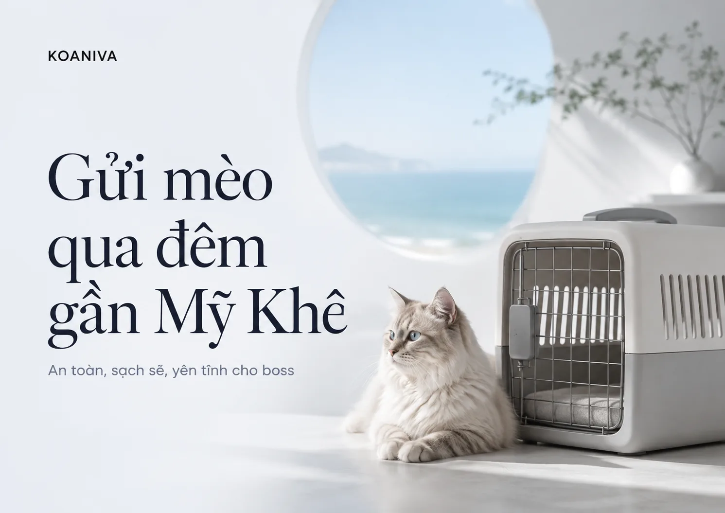 Gửi mèo qua đêm gần Mỹ Khê: kinh nghiệm chọn nơi chăm sóc an toàn cho mèo