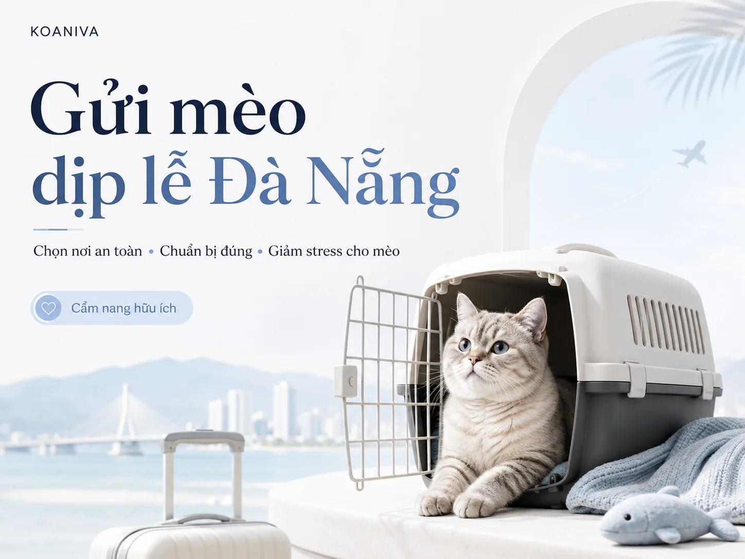 Gửi mèo dịp lễ Đà Nẵng: Kinh nghiệm chọn nơi an toàn, chăm sóc tốt