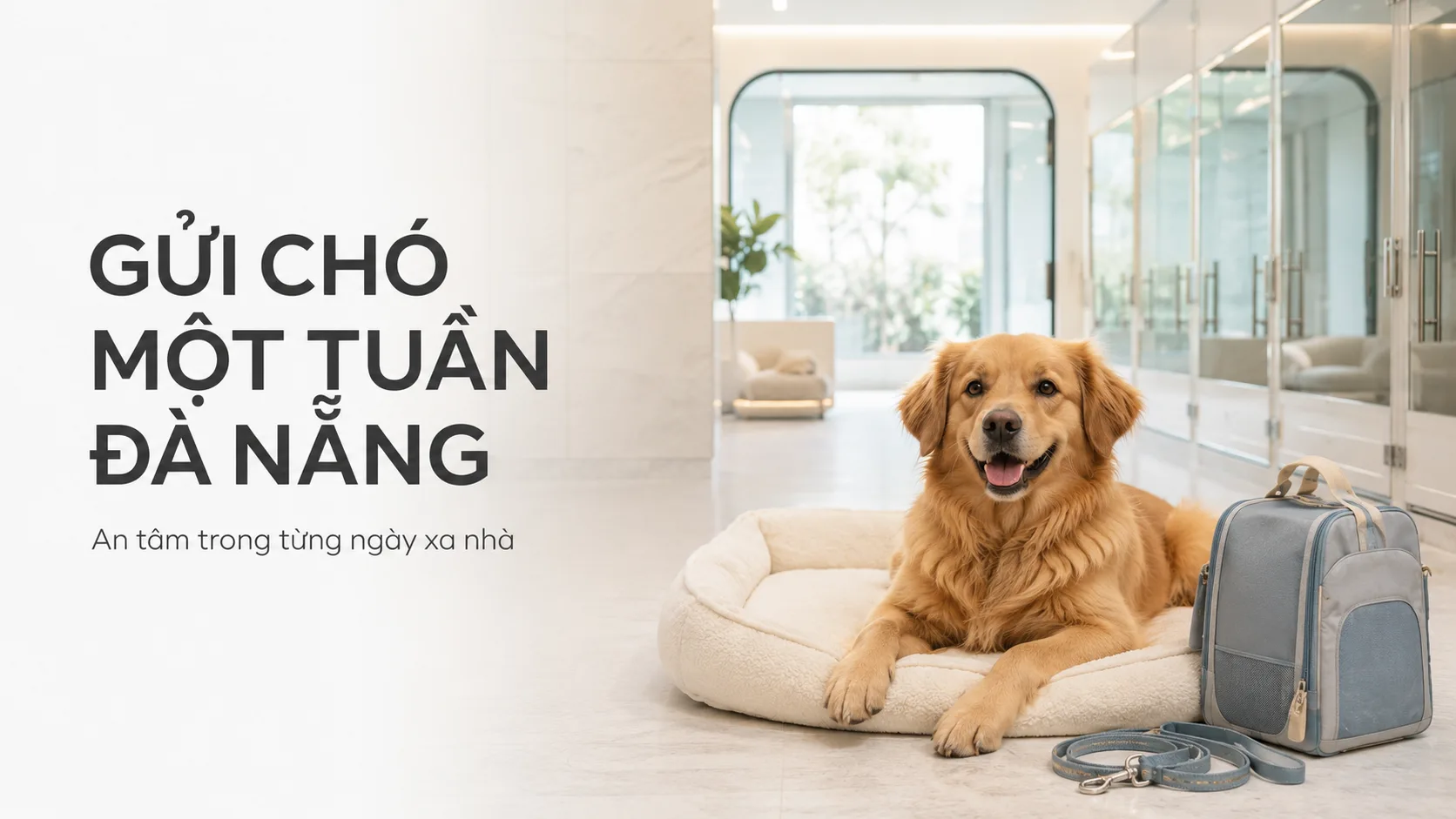 Gửi chó một tuần Đà Nẵng: kinh nghiệm chọn nơi chăm sóc an toàn