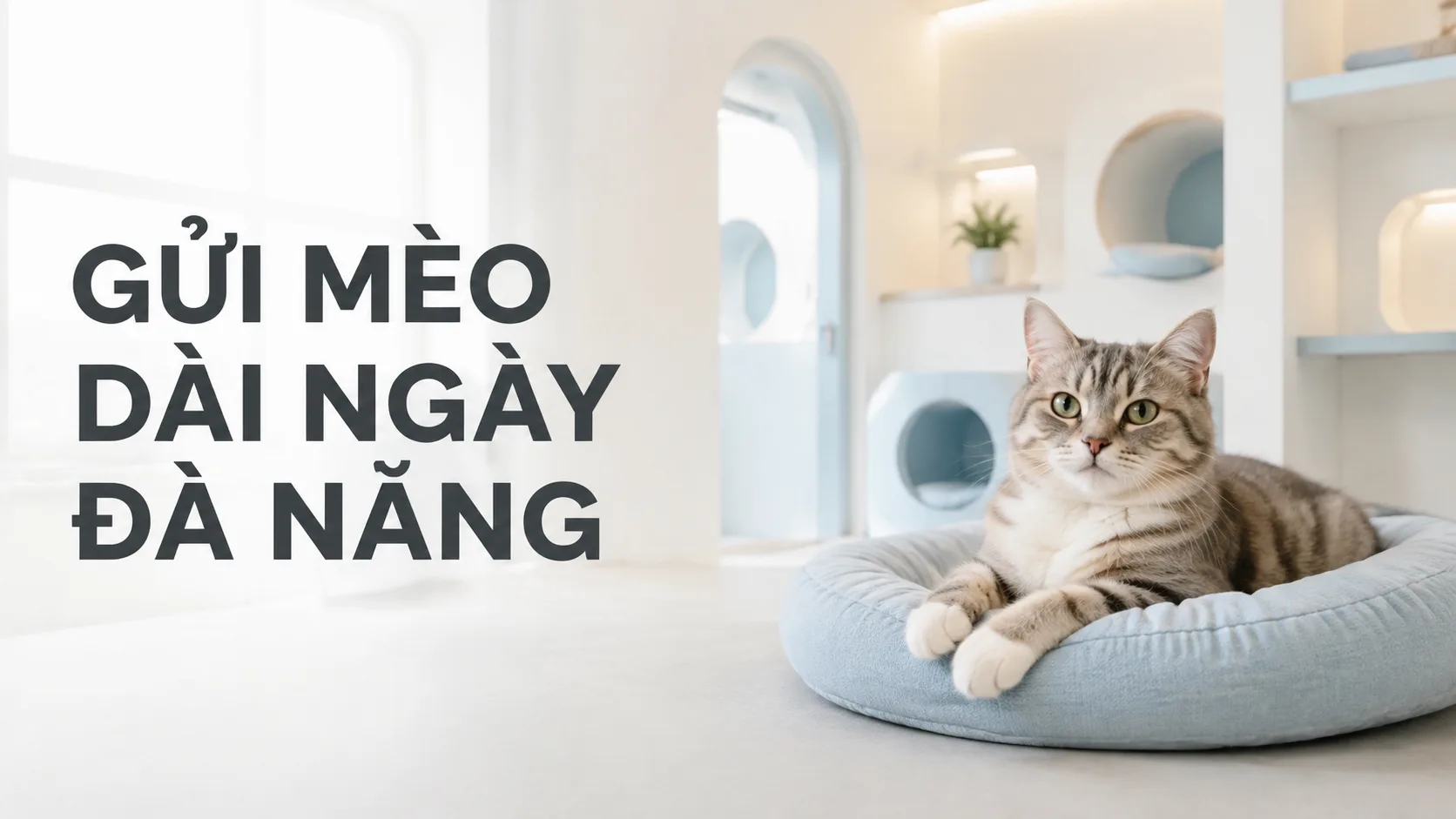 Gửi mèo dài ngày Đà Nẵng: Hướng dẫn lựa chọn nơi chăm sóc an toàn
