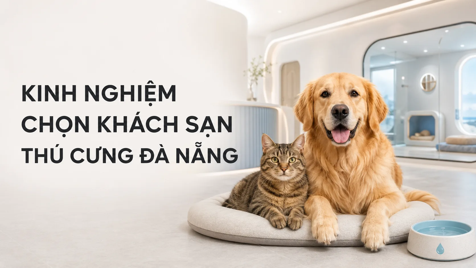 Kinh nghiệm chọn khách sạn thú cưng Đà Nẵng an toàn và phù hợp