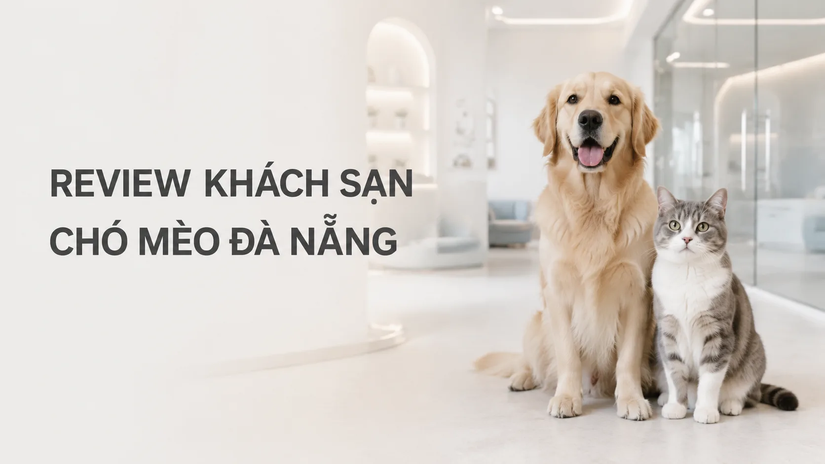 Review khách sạn chó mèo Đà Nẵng: cách đánh giá nơi gửi thú cưng an toàn