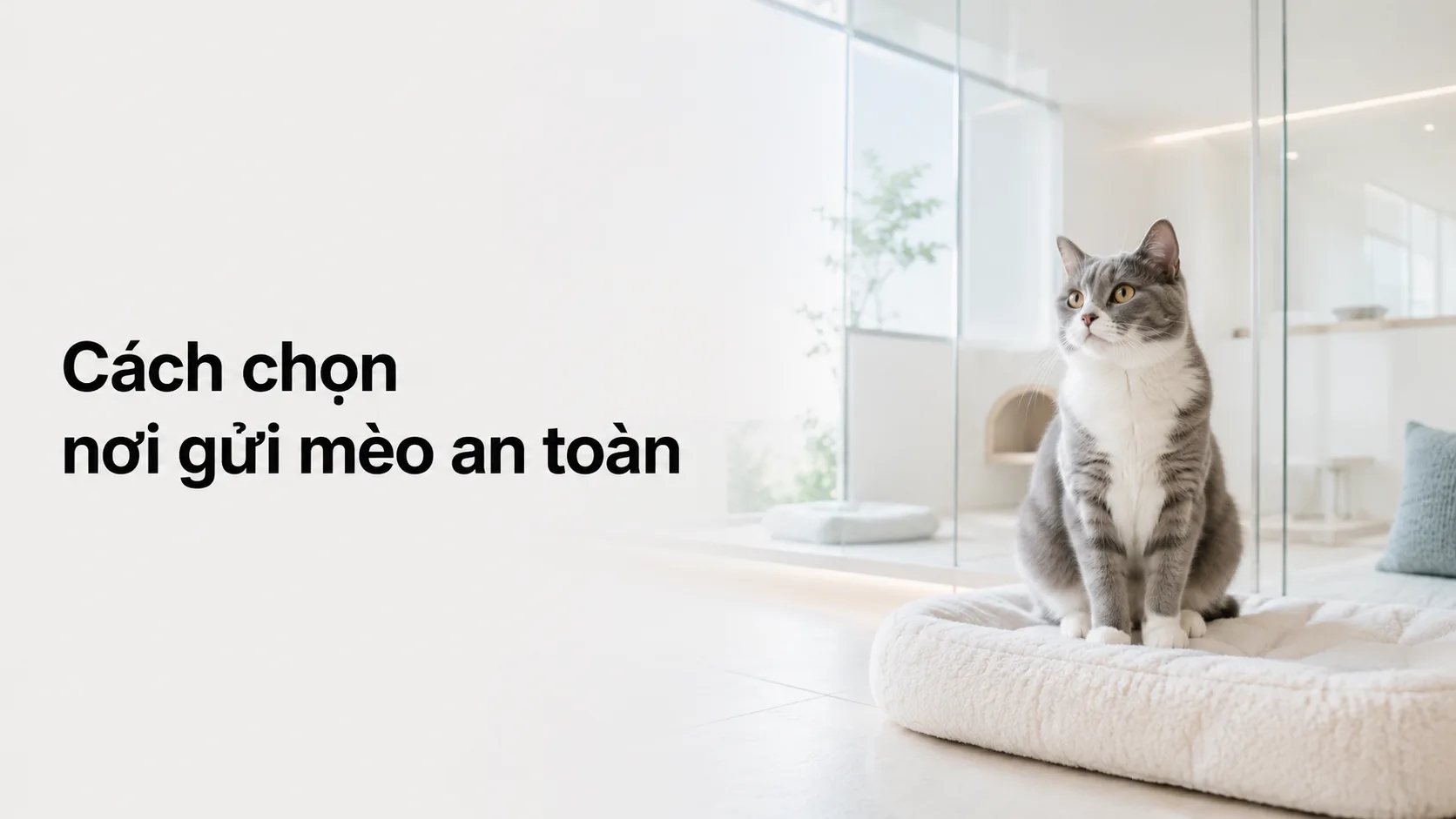 Cách chọn nơi gửi mèo an toàn: hướng dẫn kiểm tra từ không gian đến quy trình chăm sóc