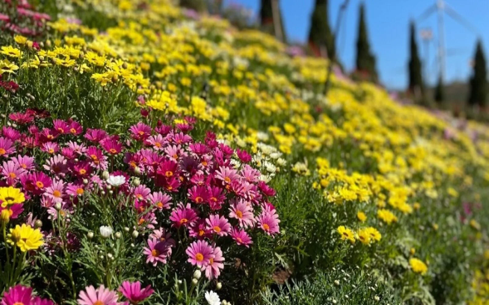 Colorful Flower Gardens and Photo Spots