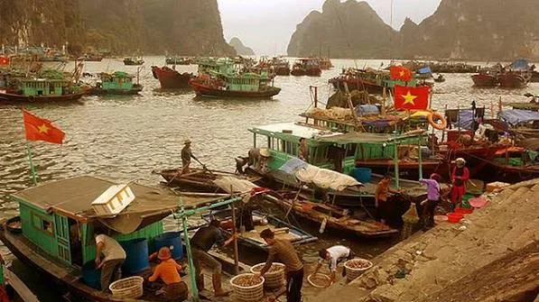 Bến cá – Chợ Hạ Long