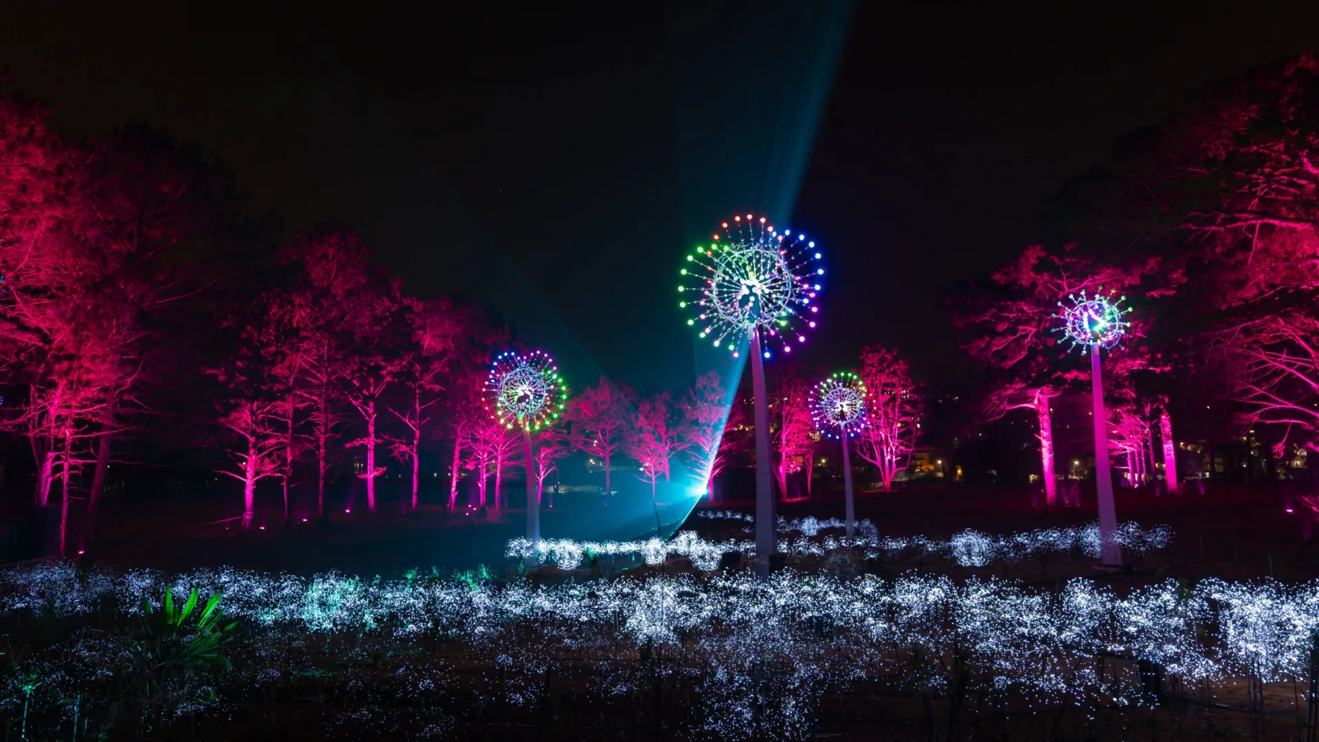 Enchanted Sacred Forest Light Experience