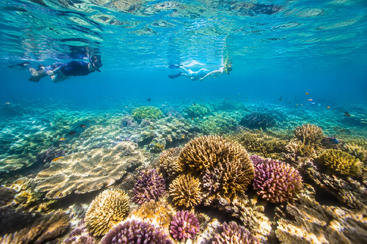 Bai Dua Coral Snorkeling