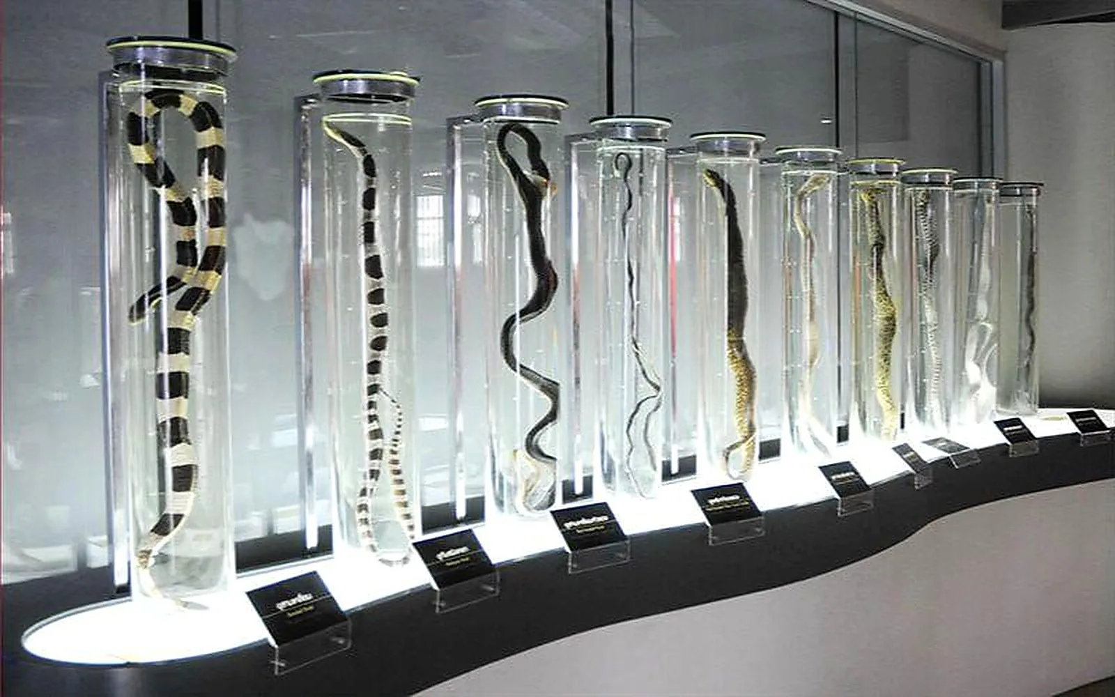 Royal Sleep Research Center – Sky Gallery/Lunar Coffee – Royal Snake Farm