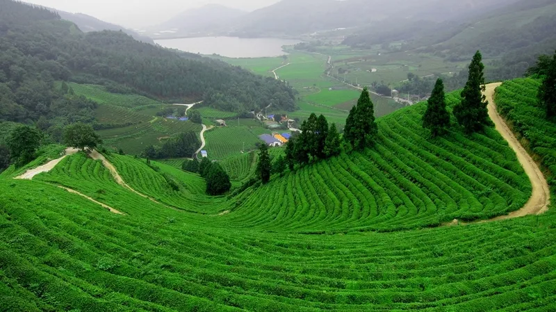 Đồi chè Thanh Sơn – Phú Thọ