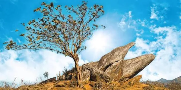 Xím Vàng – Đỉnh Gió – Cây Cô Đơn