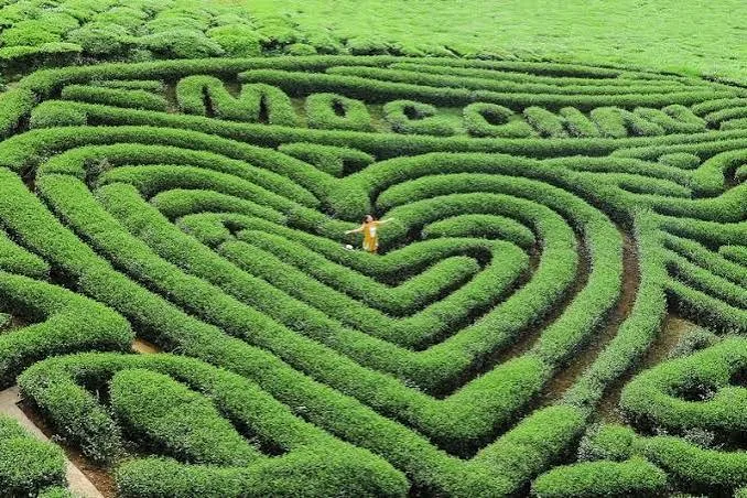 Moc Chau Tea Hills