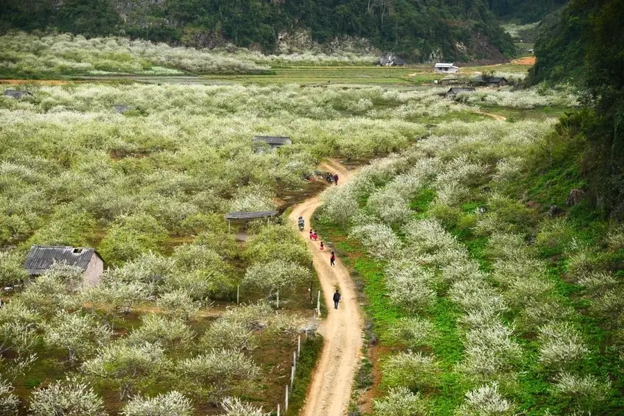 Seasonal Flower & Fruit Gardens in Moc Chau