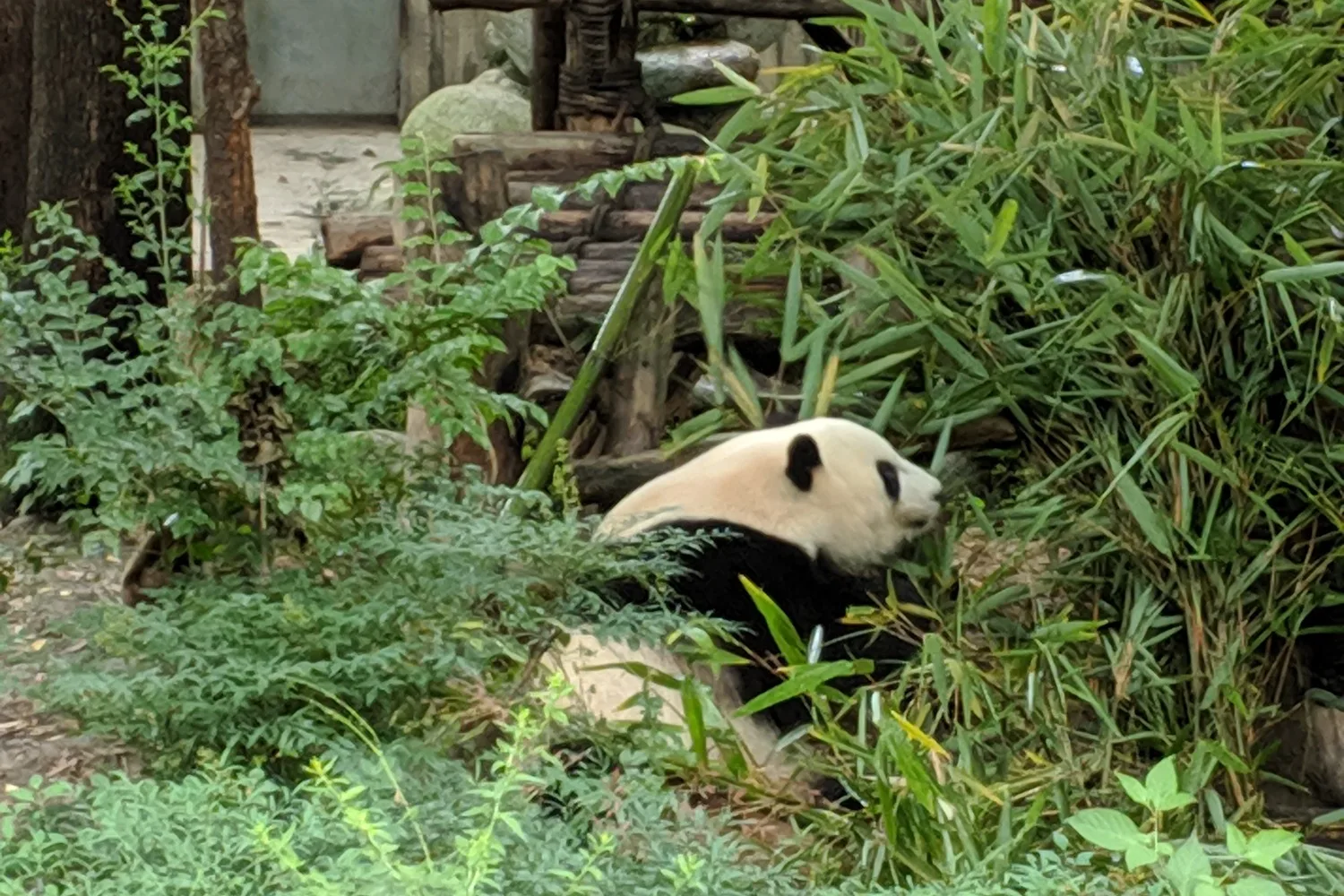 Công viên gấu trúc Thành Đô – Hà Nội